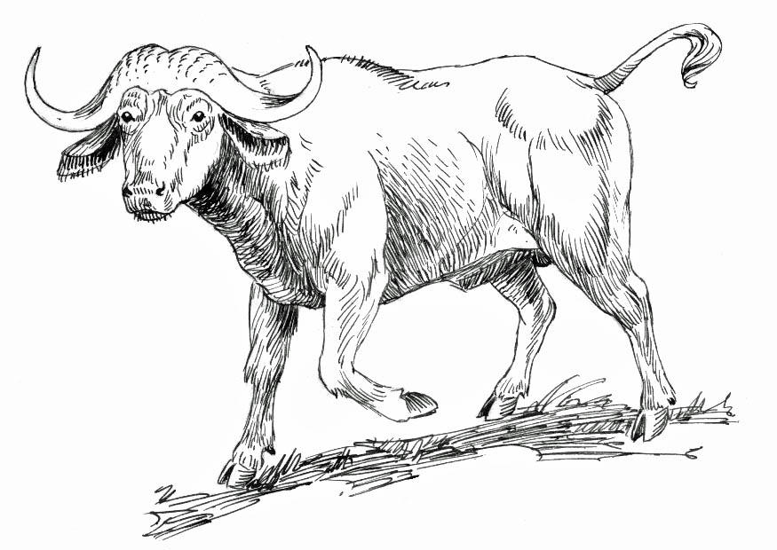 buffalo Disegno da colorare buffalo