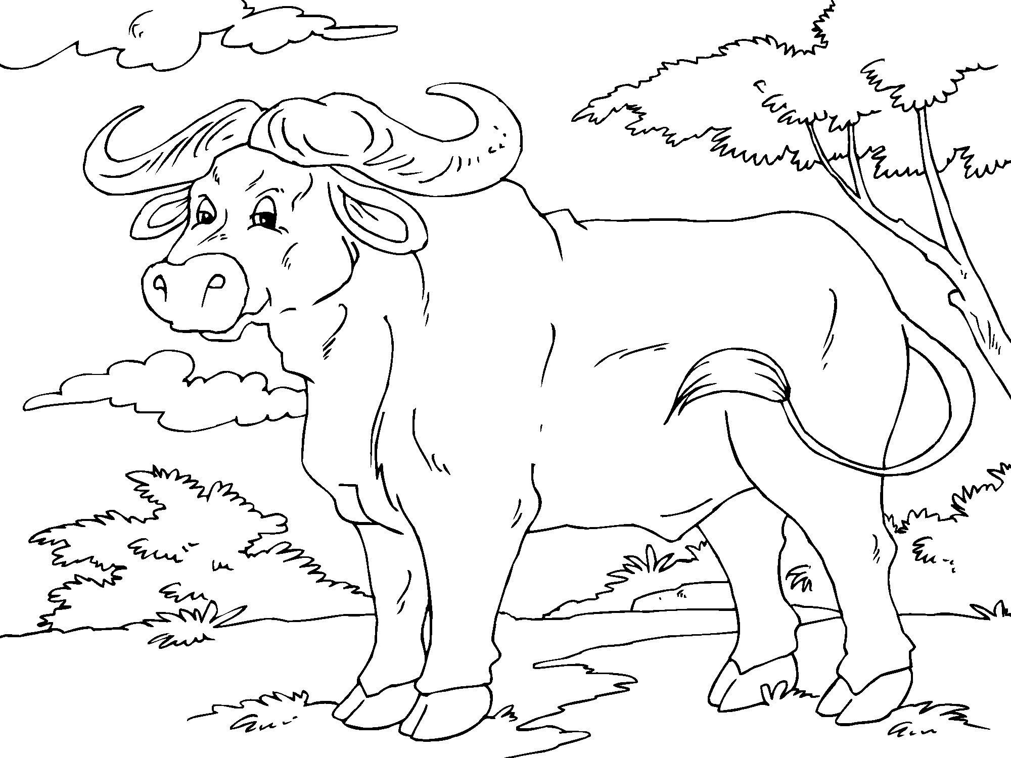 buffalo Disegno da colorare buffalo