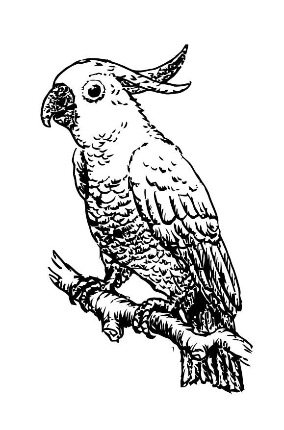 cacatu Disegno da colorare cacatu
