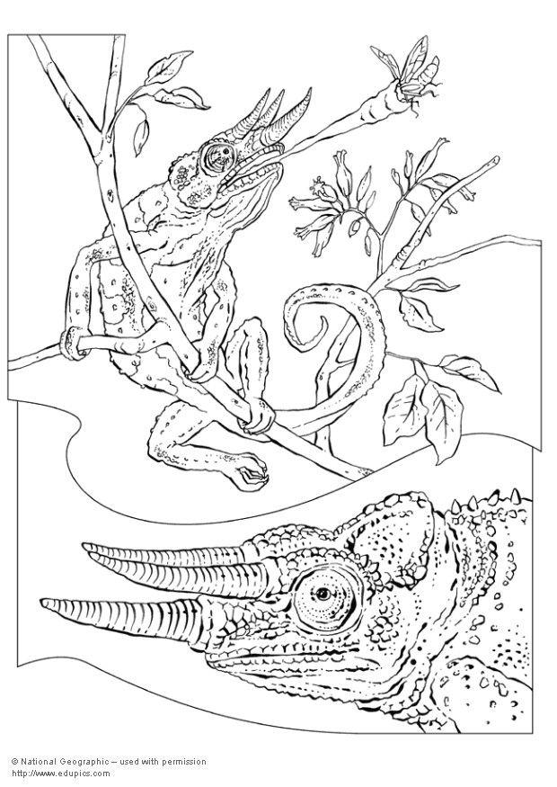 cameleonte Disegno da colorare cameleonte