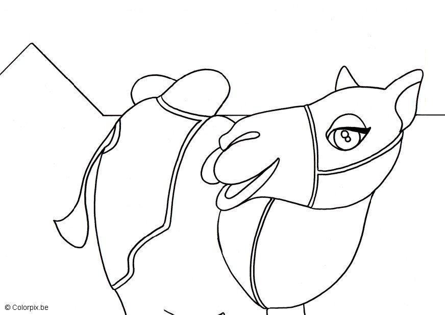cammello Disegno da colorare cammello