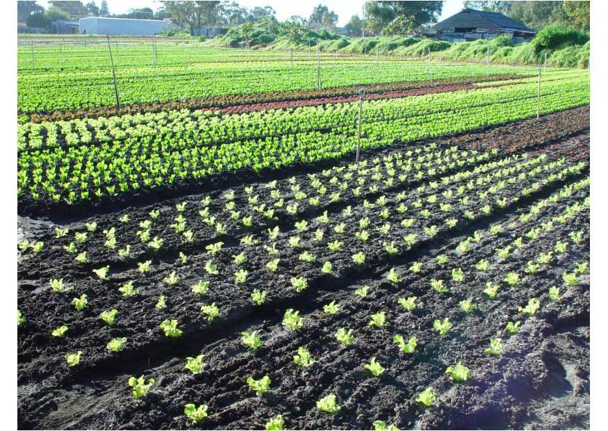 campo Foto campo