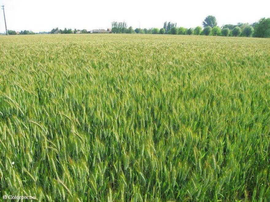 campo di grano Foto campo di grano