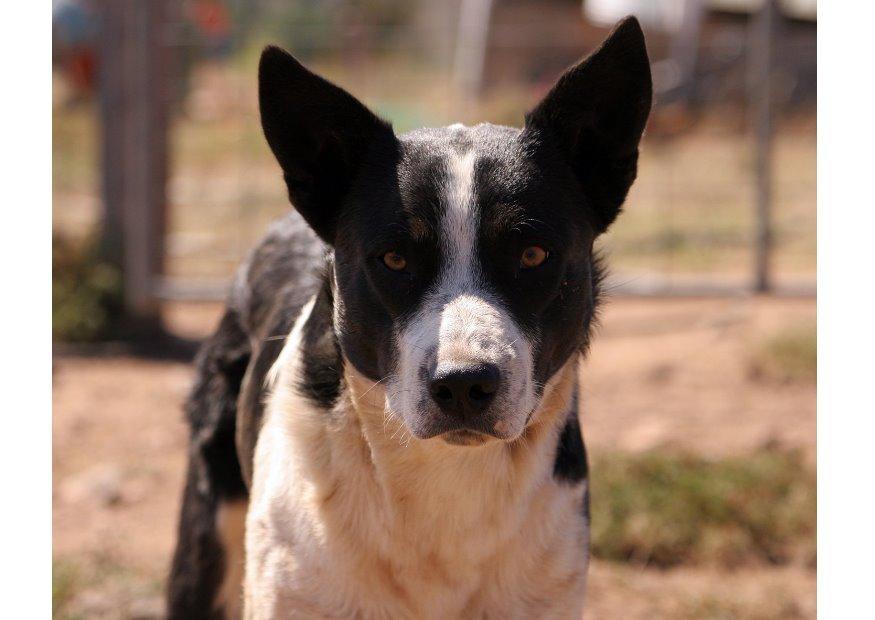 cane Foto cane
