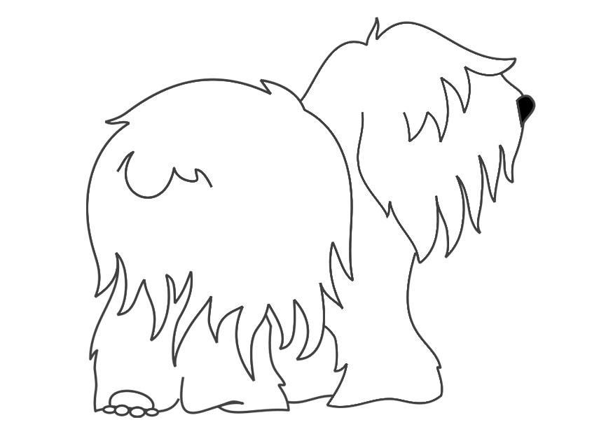 cane - bobtail Disegno da colorare cane - bobtail