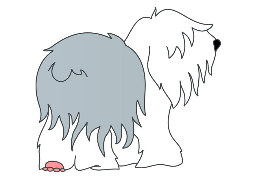 immagine cane - bobtail