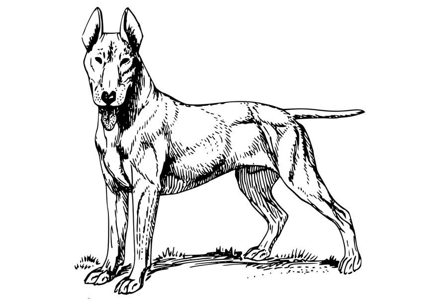 cane - bull terrier Disegno da colorare cane - bull terrier