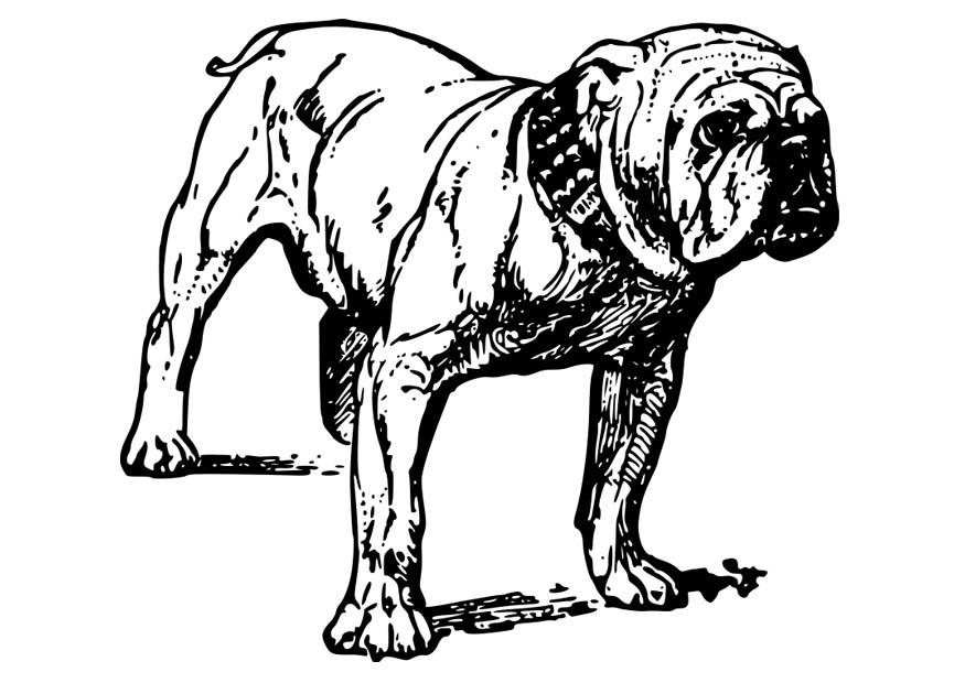cane - bulldog Disegno da colorare cane - bulldog