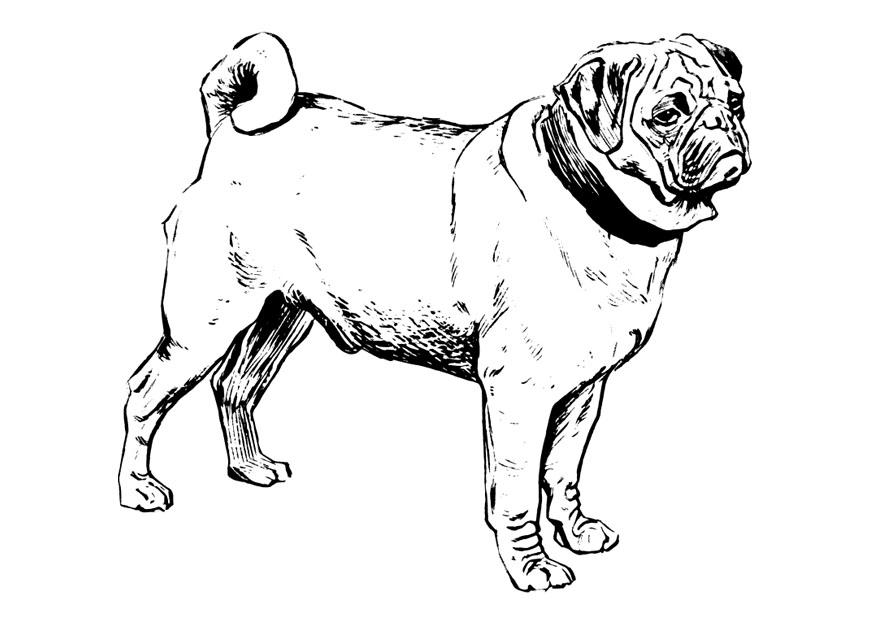 cane - carlino Disegno da colorare cane - carlino