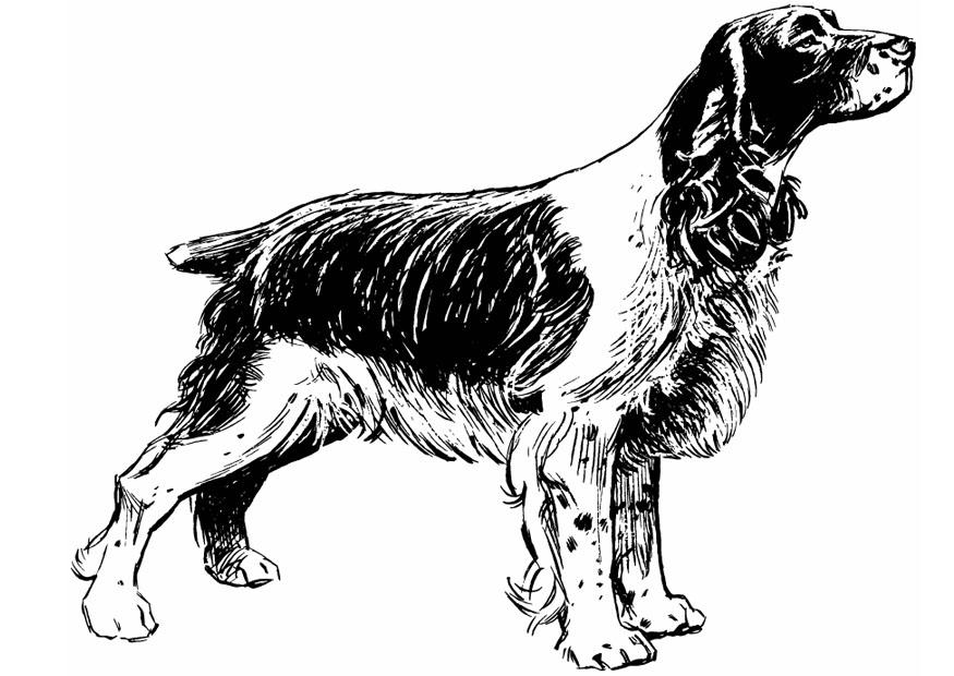 cane - cocker Disegno da colorare cane - cocker