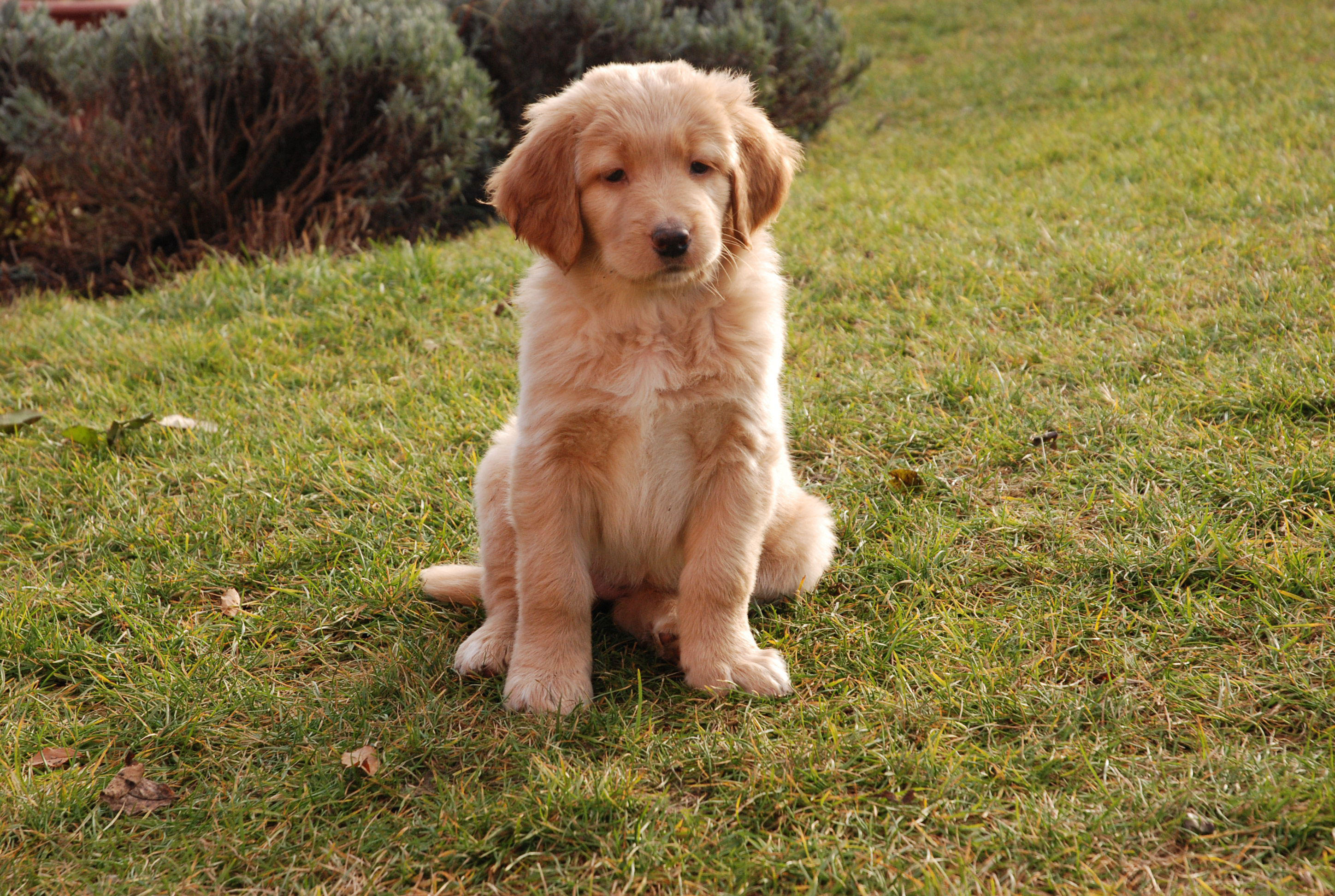 cane - cucciolo Foto cane - cucciolo