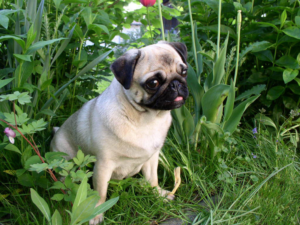 cane - cucciolo Foto cane - cucciolo