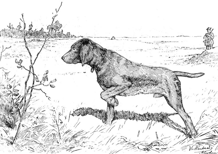 cane da caccia Disegno da colorare cane da caccia