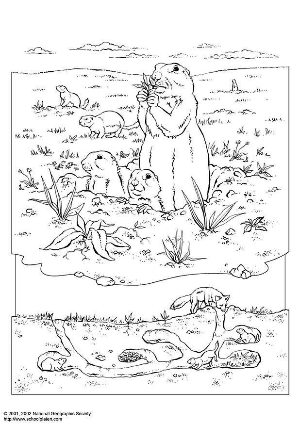cane della prateria Disegno da colorare cane della prateria