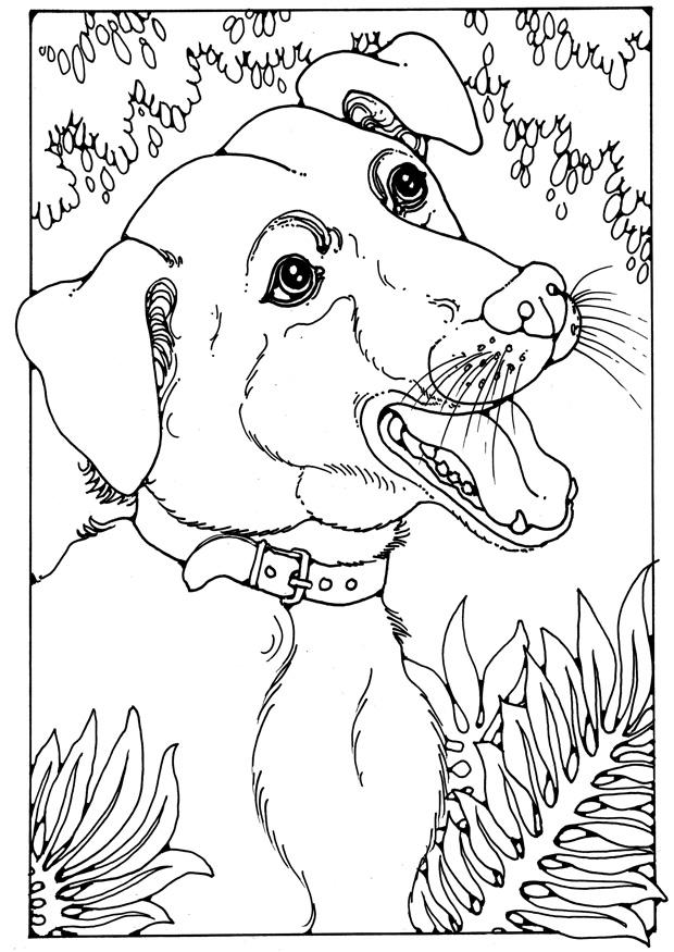 cane meticcio Disegno da colorare cane meticcio