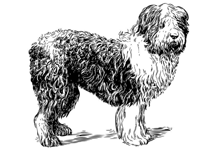 cane - pastore delle valle Disegno da colorare cane - pastore delle valle