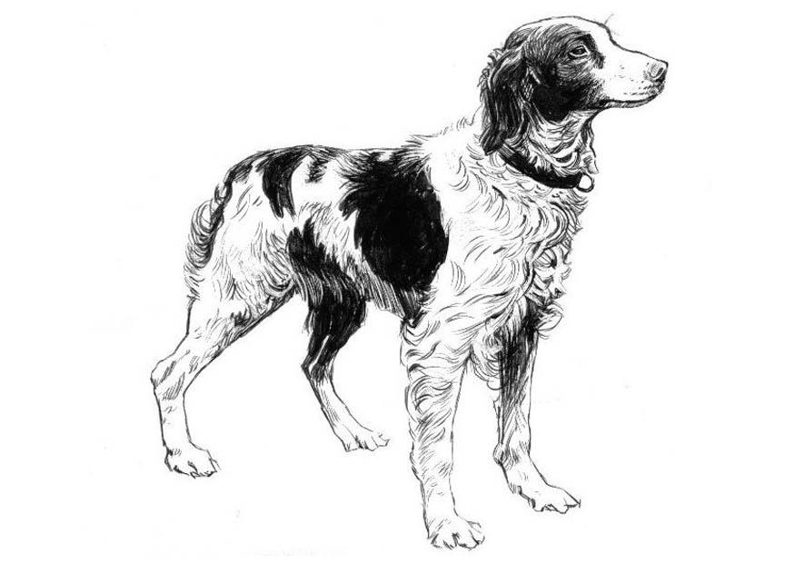 cane - spaniel Disegno da colorare cane - spaniel