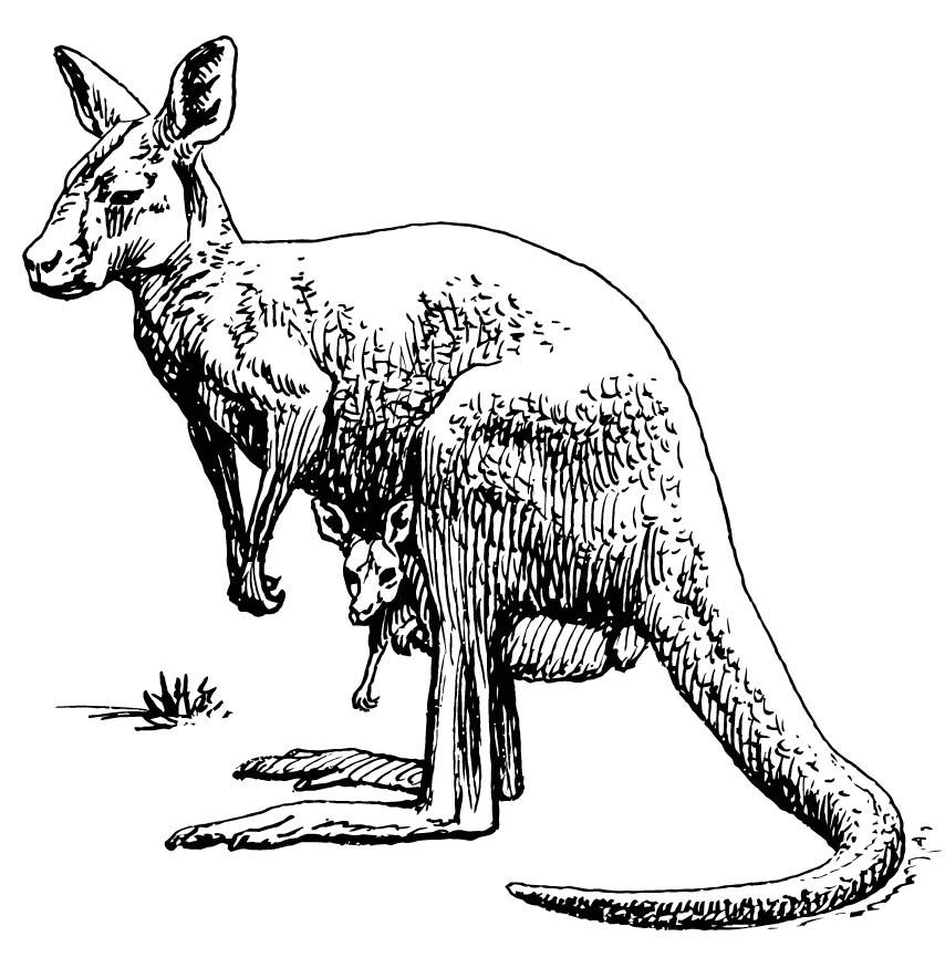 canguro Disegno da colorare canguro