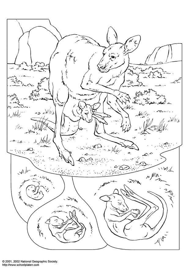 canguro Disegno da colorare canguro