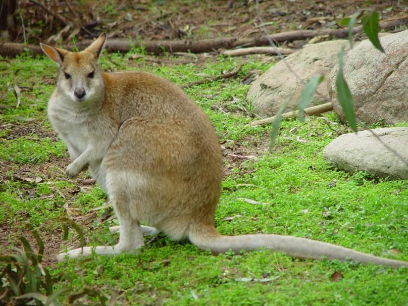 canguro Foto canguro