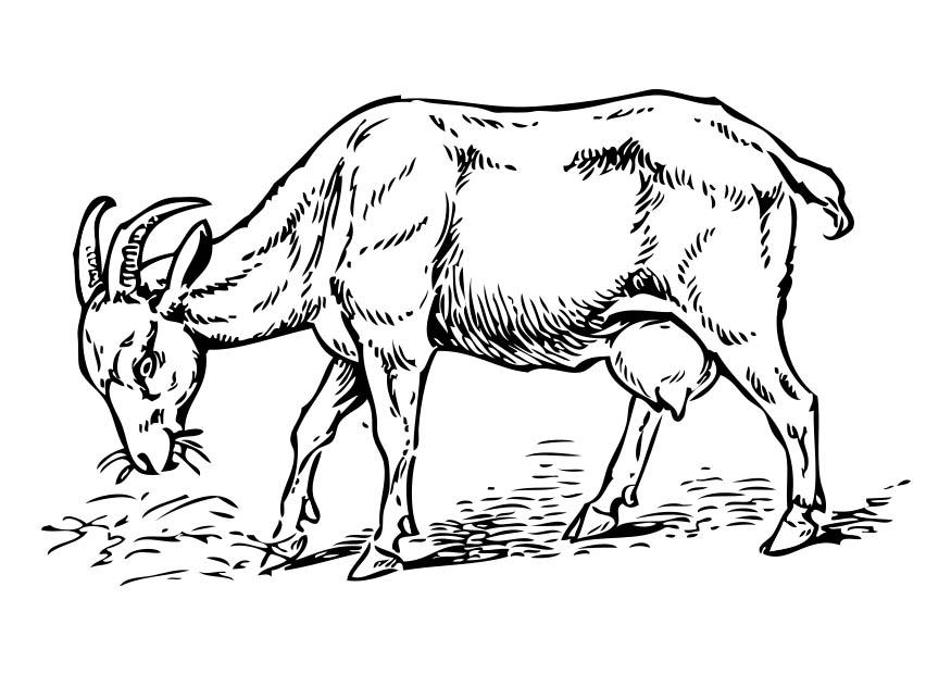 capra Disegno da colorare capra