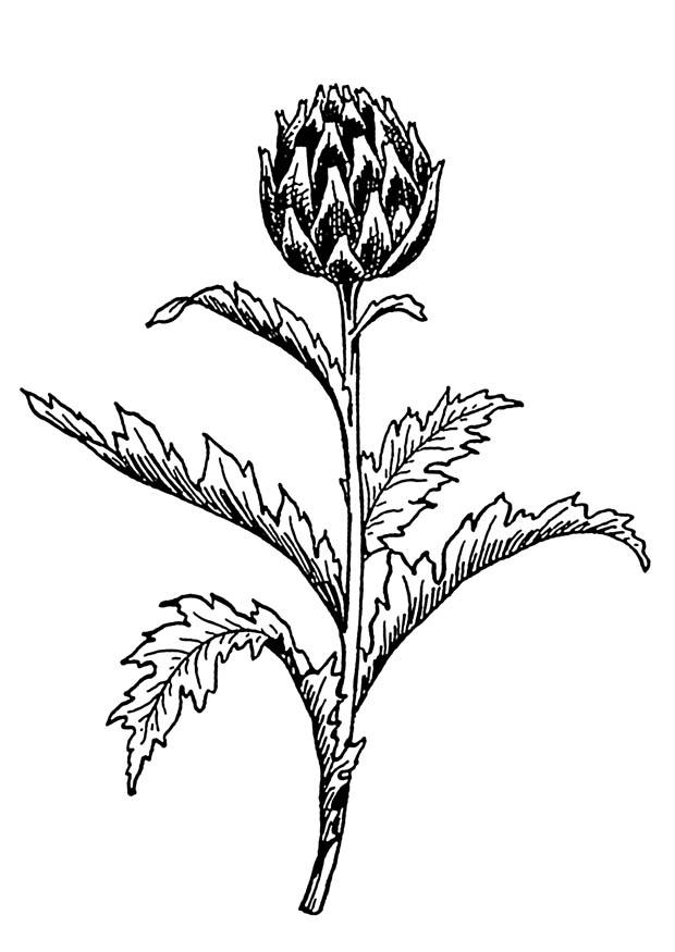 carciofo Disegno da colorare carciofo