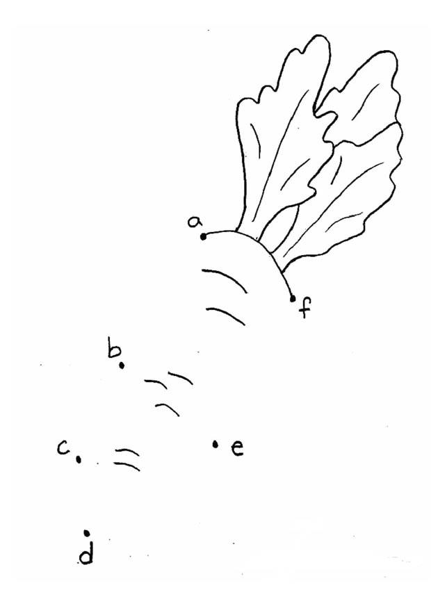 carota - lettere Disegno da colorare carota - lettere