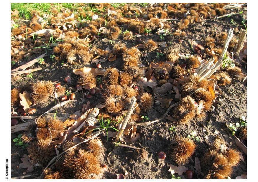 castagne Foto castagne
