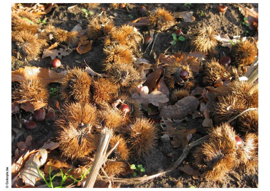 castagne Foto castagne