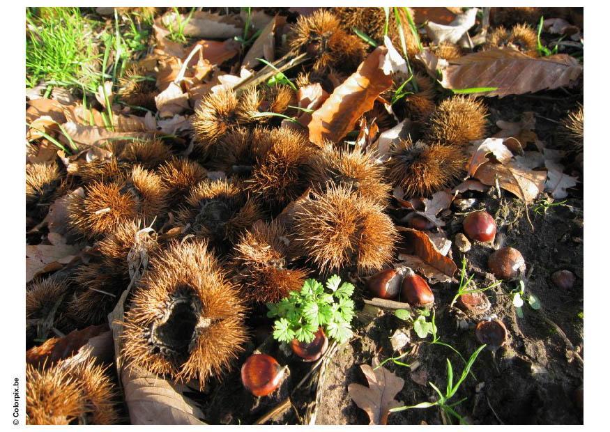 castagne Foto castagne