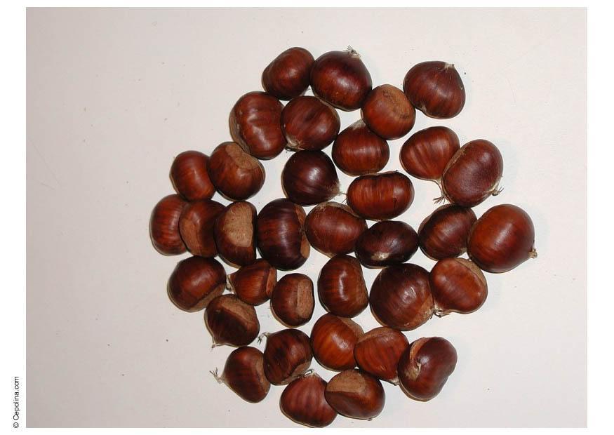 castagne Foto castagne