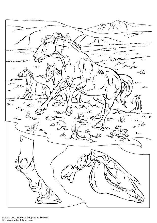 cavalli selvatici Disegno da colorare cavalli selvatici