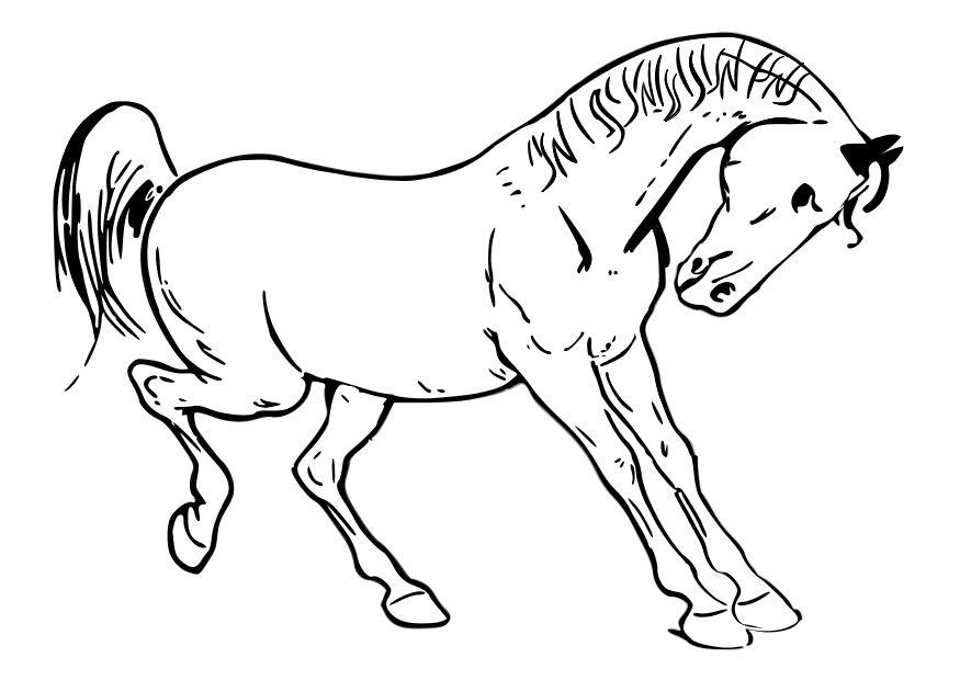 cavallo Disegno da colorare cavallo