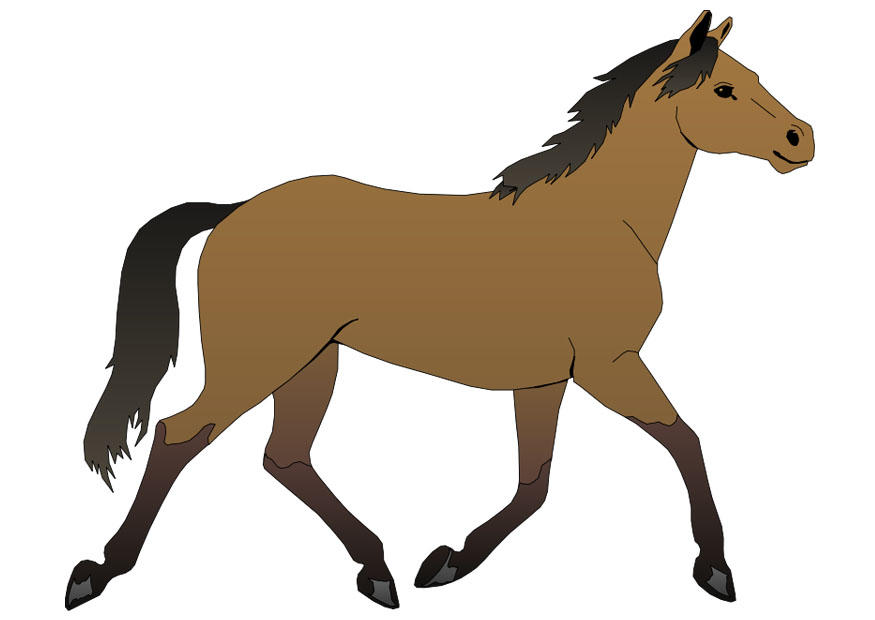 cavallo immagine cavallo