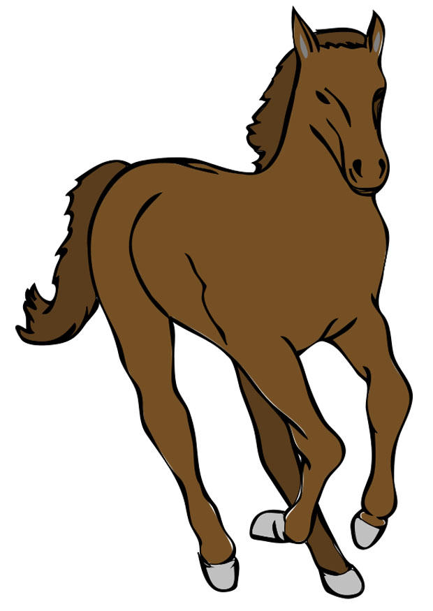 cavallo immagine cavallo