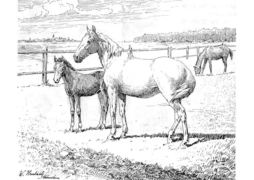 cavallo e puledro Disegno da colorare cavallo e puledro