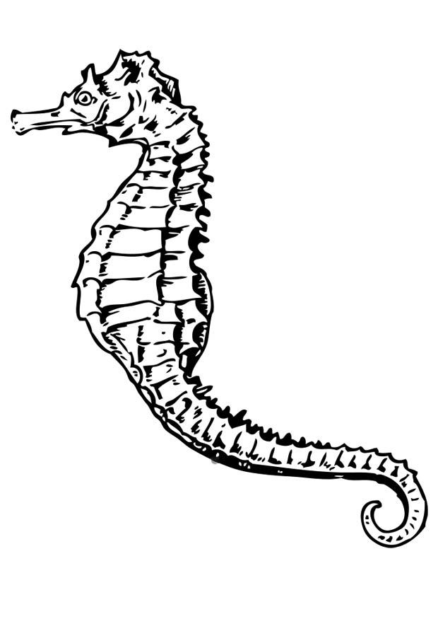 cavalluccio marino Disegno da colorare cavalluccio marino