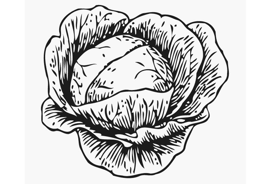 cavolo Disegno da colorare cavolo