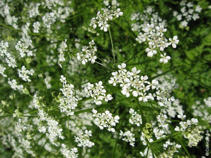 cerfoglio selvatico 3 Foto cerfoglio selvatico 3