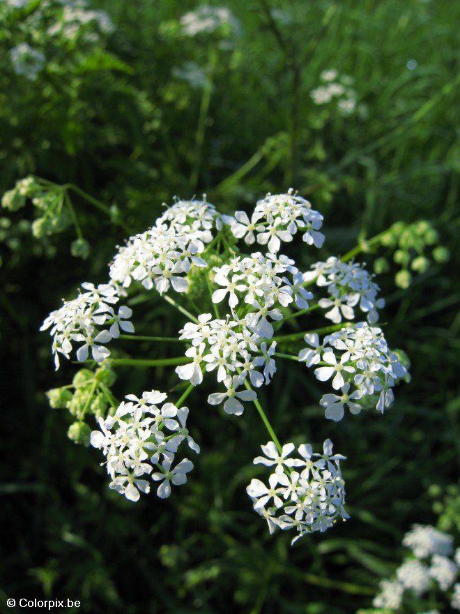 cerfoglio selvatico Foto cerfoglio selvatico