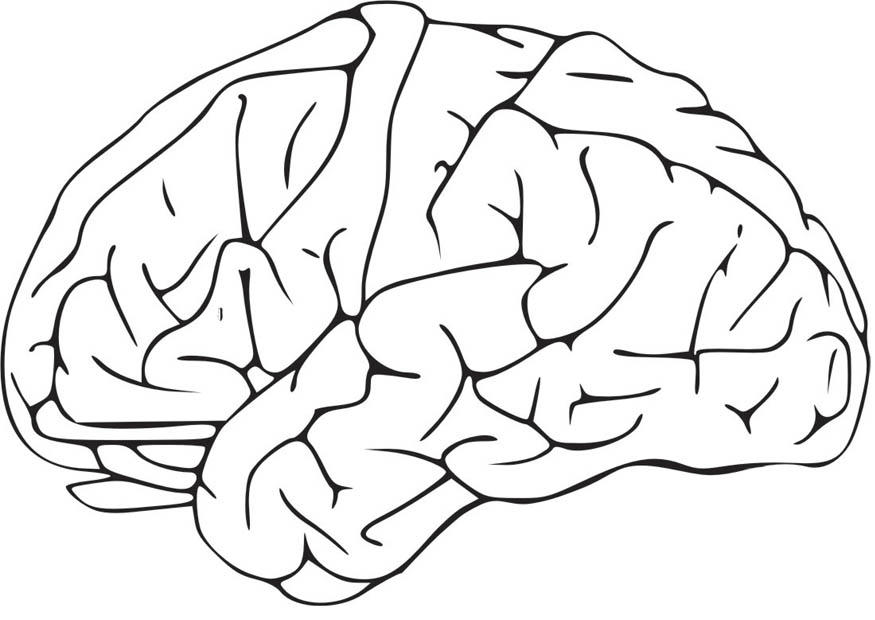 cervello Disegno da colorare cervello