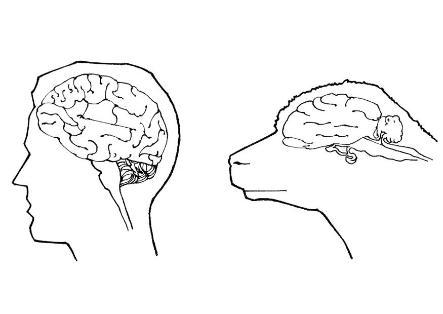 cervello del uomo e della pecora Disegno da colorare cervello del uomo e della pecora