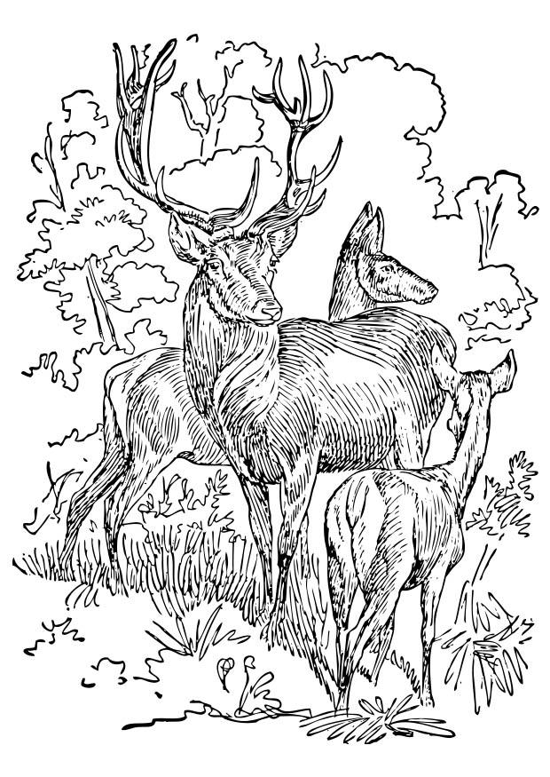 cervo e cerva Disegno da colorare cervo e cerva