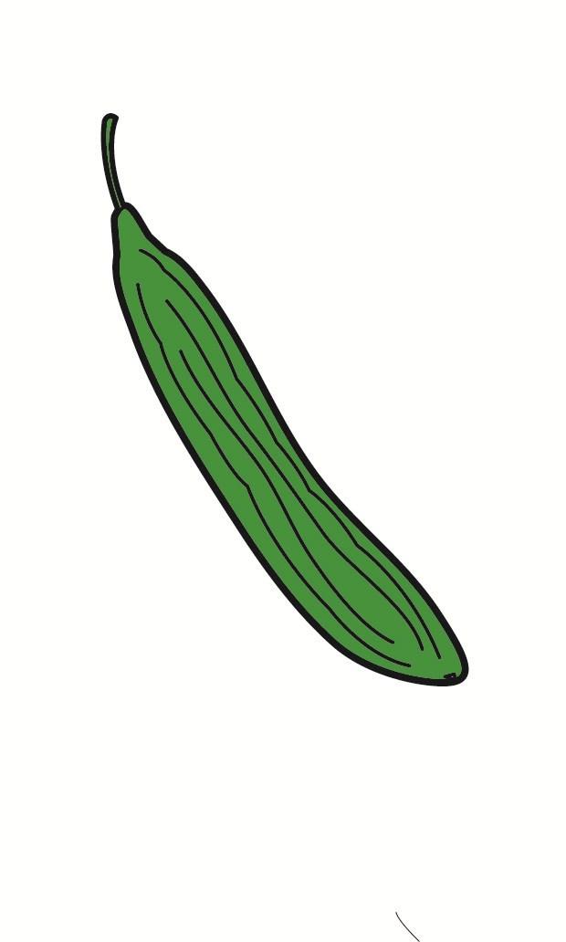 cetriolo immagine cetriolo