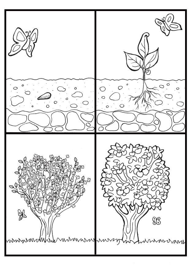 ciclo dellalbero di mele Disegno da colorare ciclo dellalbero di mele
