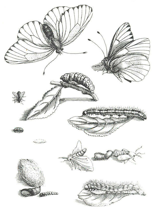 ciclo di vita della farfalla Disegno da colorare ciclo di vita della farfalla