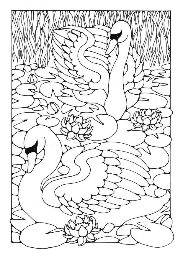 cigni Disegno da colorare cigni