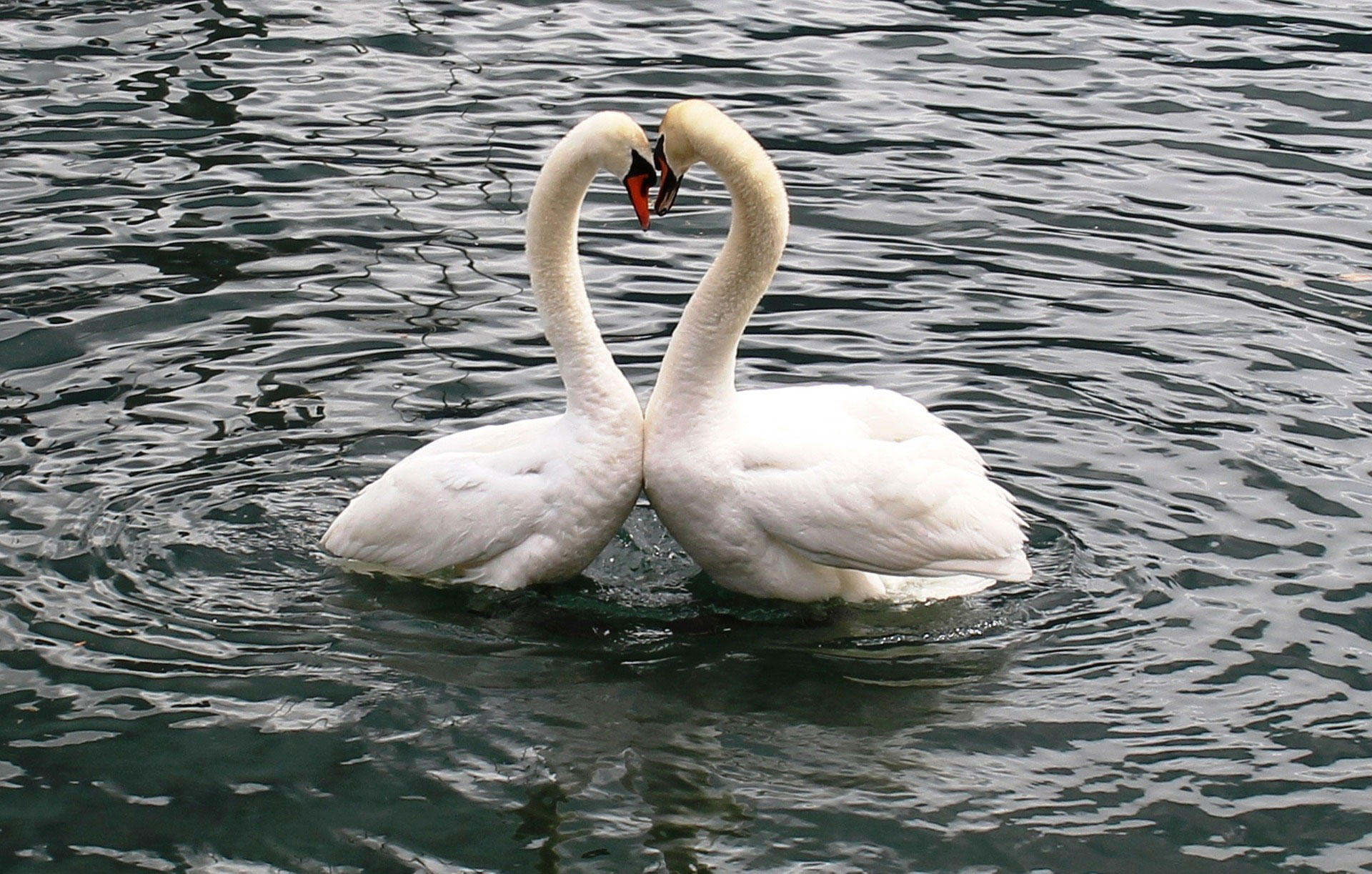 cigni Foto cigni