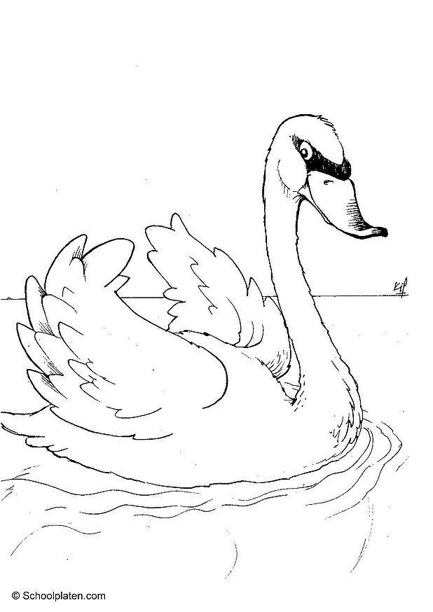 cigno Disegno da colorare cigno