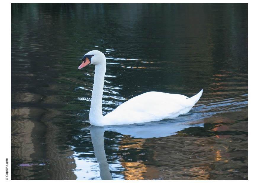 cigno Foto cigno